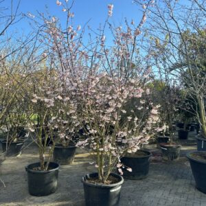 Prunus Subhirtella Autumnalis
