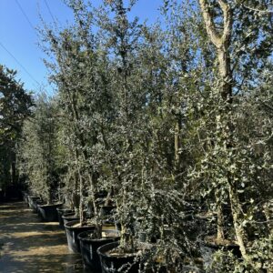 Kurkeik/Quercus Suber