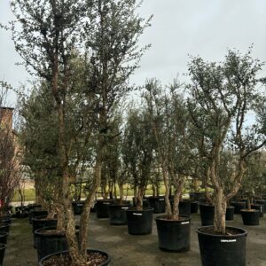 Quercus Suber