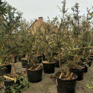 Quercus Suber